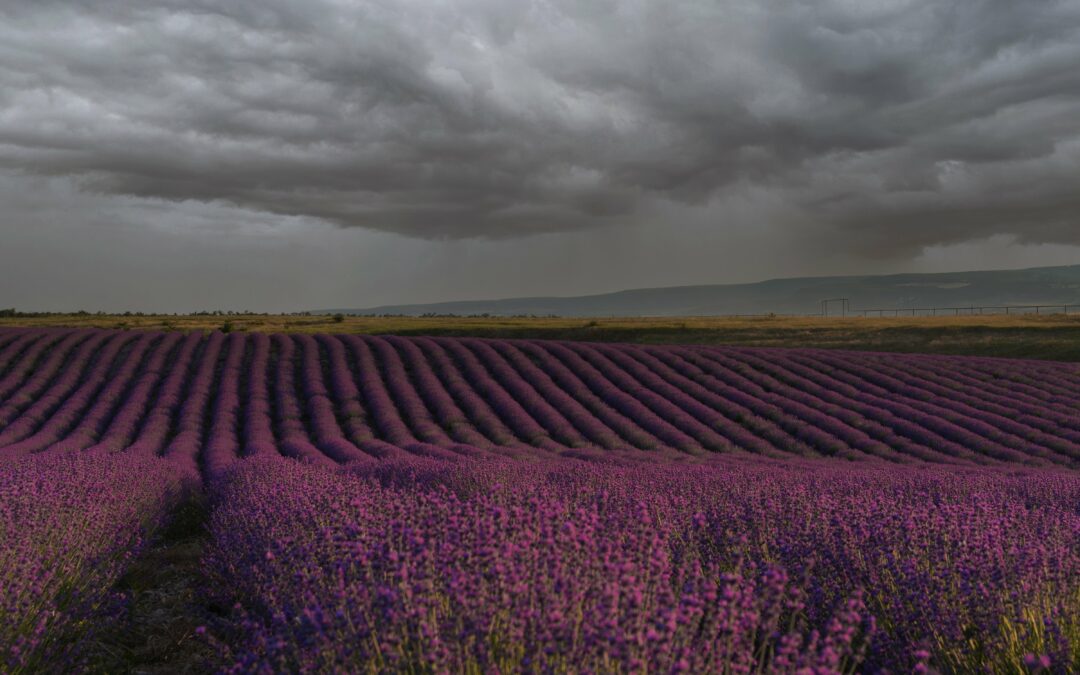 Lavanta Köyü Nerede?